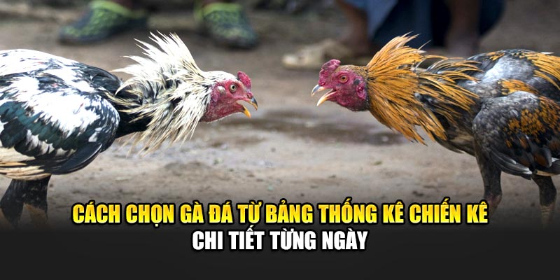 Cách Chọn Gà Đá Hiệu Quả Tăng Tỷ Lệ Thắng Tại 188Bet 3 Cách chọn gà đá từ bảng thống kê chiến kê chi tiết từng ngày