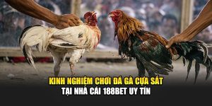 Kinh Nghiệm Chơi Đá Gà Cựa Sắt Tại Nhà Cái 188Bet Uy Tín