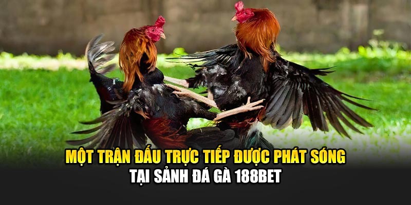 Trải Nghiệm Đá Gà Online Đỉnh Cao Cùng Nhà Cái 188Bet 1 Một trận đấu trực tiếp được phát sóng tại sảnh đá gà 188Bet