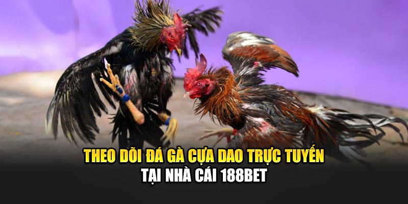 Trải Nghiệm Đá Gà Cựa Dao Chuyên Nghiệp Tại 188Bet 3 Theo dõi đá gà cựa dao trực tuyến tại nhà cái 188Bet